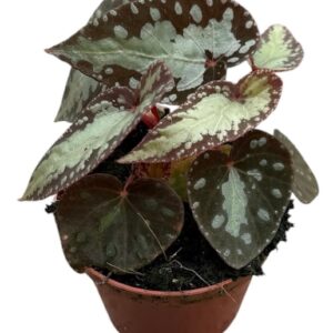 Begonia Begonia Silver Moon
(14 Plants/Order)(8cmP 12cmH)