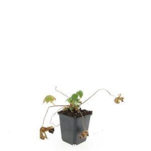 Geranium macrorrhizum Spessart
(12 Plants/Order)(9cmP 15cmH)