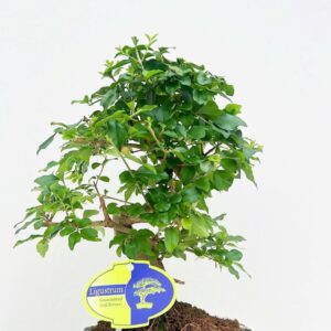 Bonsai Ligustrum sinense sinensis, 15cm., shape, without drip tray
(10 Plants/Order)(15cmP 30cmH)