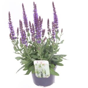 Salvia nemorosa Sensation Deep Blue Salvia nemorosa Sens comp Deep Blue
(8 Plants/Order)(13cmP 40cmH)