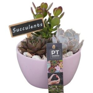 Succulenten PTSU8442 Arrangement in Ceramics schaaltje
(6 Plants/Order)(14cmP 18cmH)