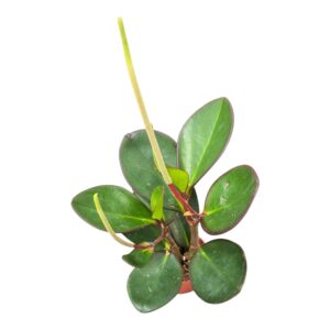 Peperomia Obtusifolia Red Edge
(5 Plants/Order)(7cmP 15cmH)