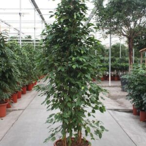Ficus Exotica
(1 Plants/Order)(50cmP 270cmH)