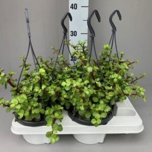 Portulacaria afra
(7 Plants/Order)(14cmP 40cmH)