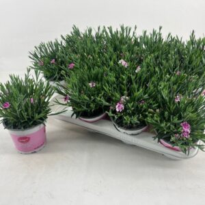 Carnation Pink Kisses
(12 Plants/Order)(12cmP 25cmH)