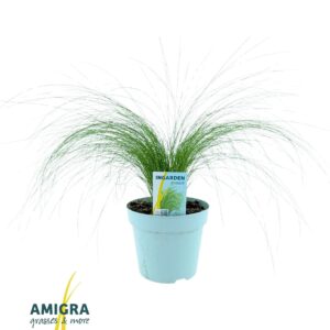 Stipa tenuifolia Ponytails
(6 Plants/Order)(17cmP 40cmH)