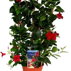 Mandevilla Rio Deep Red Mandeville 'Rio Deep RED' BAMBOO Rack
(1 Plants/Order)(19cmP 75cmH)