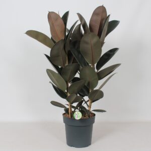 Ficus Elastica Abidjan
(1 Plants/Order)(27cmP 90cmH)