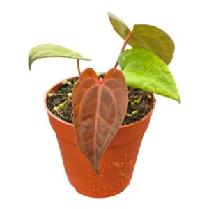 Anthurium Leaf Anthurium Sp Dark Green
(5 Plants/Order)(9cmP 25cmH)
