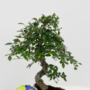 Bonsai Zelkova parvifolia, 20cm., shape, without driptray
(6 Plants/Order)(20cmP 35cmH)