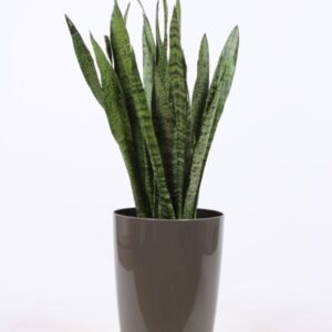 Sansevieria zeylanica "in Santorini ""taupe"""
(1 Plants/Order)(29cmP 100cmH)