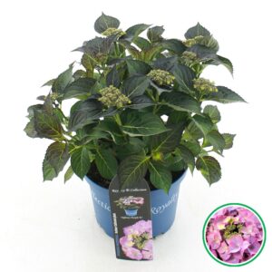 Hydrangea macrophylla other teller Royalty® 'Tiffany'® purple C5 (23cm.) Kn.
(1 Plants/Order)(23cmP 45cmH)