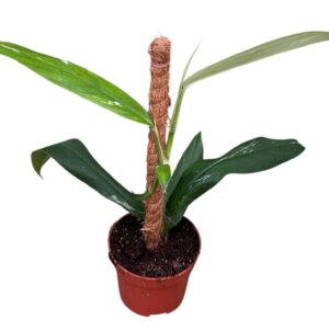 other plants Rhaphidophora No Id
(9 Plants/Order)(10.5cmP 40cmH)