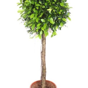 Ficus Nitida
(1 Plants/Order)(40cmP 180cmH)