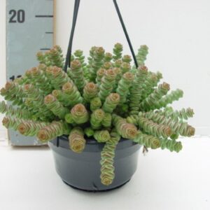 Crassula marnieriana hottentot
(7 Plants/Order)(14cmP 25cmH)
