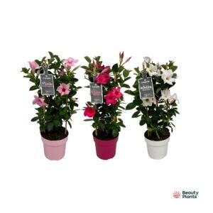 Mandevilla Sundaville Mixtray in toren (Dipladenia)
(6 Plants/Order)(17cmP 55cmH)