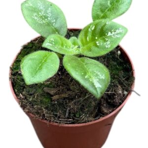 other plants Michaelmoelleria Sp No Id
(14 Plants/Order)(8cmP 12cmH)
