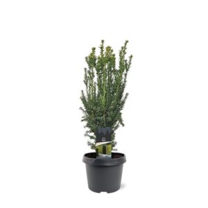 Taxus media Hillii
(1 Plants/Order)(19cmP 60cmH)