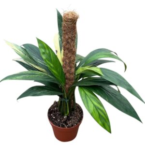 other plants Amplissimum Aurea Variegata
(6 Plants/Order)(17cmP 40cmH)