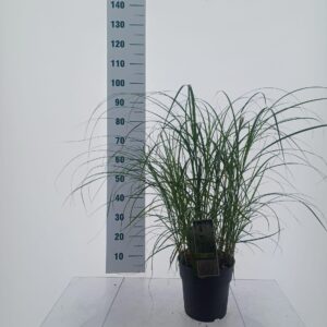 Miscanthus Adagio sin.
(1 Plants/Order)(23cmP 90cmH)