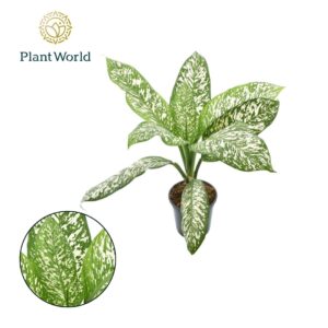 Dieffenbachia White Etna'
(3 Plants/Order)(21cmP 60cmH)
