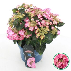 Hydrangea macrophylla other teller Royalty® 'Tiffany'® pink C5 (23cm.) Kn.
(1 Plants/Order)(23cmP 45cmH)