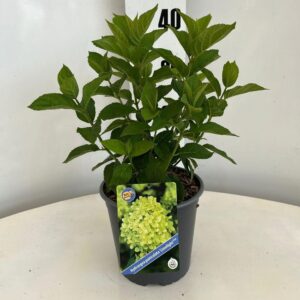 Hydrangea paniculata Limelight PBR
(1 Plants/Order)(17cmP 30cmH)