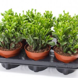 Crassula ovata Trompet
(6 Plants/Order)(12cmP 20cmH)