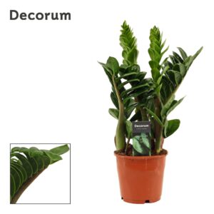 Zamioculcas Zenzi 14 cm, 4+ Feathers
(7 Plants/Order)(14cmP 40cmH)