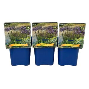 Agapanthus Sunfield' C5
(1 Plants/Order)(21cmP 35cmH)