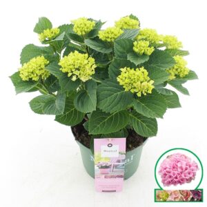 Hydrangea Magical Revolution macr. pink C5 (23cm.) Kn.
(1 Plants/Order)(23cmP 45cmH)