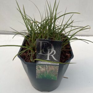 Miscanthus Adagio
(1 Plants/Order)(23cmP 70cmH)