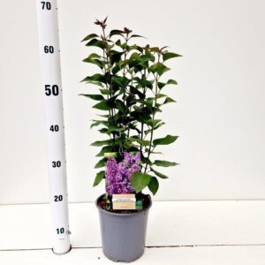 Syringa Ruhm von Horstenstein vulg.
(1 Plants/Order)(17cmP 45cmH)