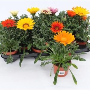 Gazania Mixtray
(12 Plants/Order)(10.5cmP 17cmH)