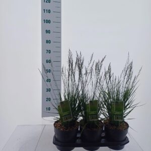 Molinia caerulea Molinia caerulea 'Edith Dudszus'
(1 Plants/Order)(19cmP 50cmH)