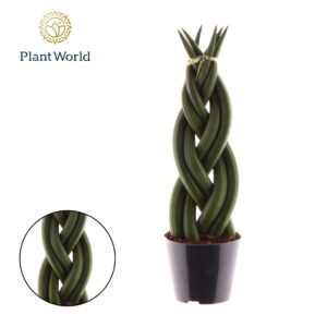Sansevieria Cylindrica Twist'
(12 Plants/Order)(8.5cmP 30cmH)