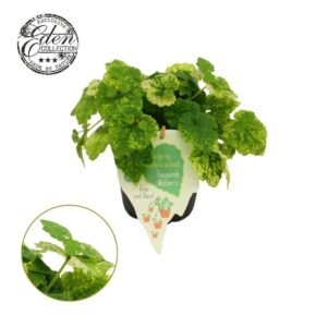 Tolmiea menziesii
(10 Plants/Order)(12cmP 20cmH)