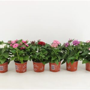 Pentas lanceolata Graffiti mixed per laag
(9 Plants/Order)(12cmP 30cmH)