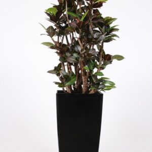 Codiaeum Petra "(Croton in Piza Pot ""antraciet"""
(1 Plants/Order)(40cmP 180cmH)
