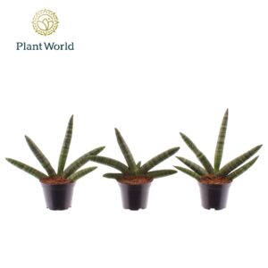 Sansevieria Skyline
(16 Plants/Order)(7cmP 15cmH)