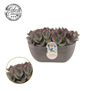 Kalanchoe humilis Surprising Desert 25cm Summer Collection
(3 Plants/Order)(25cmP 20cmH)