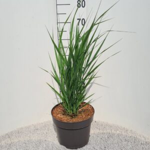 Panicum virgatum Northwind P26
(1 Plants/Order)(26cmP 50cmH)