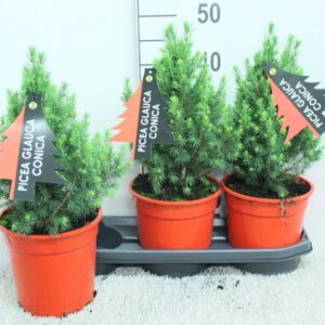 Picea glauca Conica Picea glauca 'Conica' Red Pot P19 potgekweekt
(3 Plants/Order)(19cmP 50cmH)