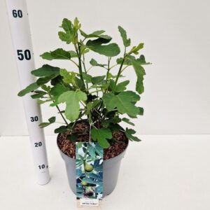 Ficus carica Brown Turkey
(1 Plants/Order)(26cmP 55cmH)