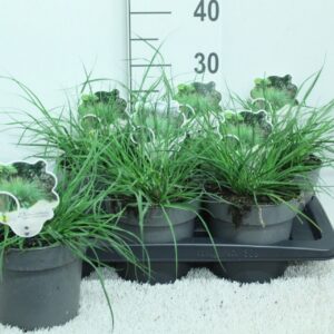 Pennisetum alopecuroides Hameln
(6 Plants/Order)(17cmP 30cmH)