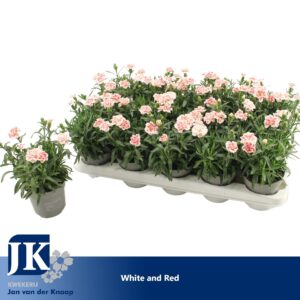 Carnation Oscar White And Red Bicolor
(15 Plants/Order)(10.5cmP 15cmH)
