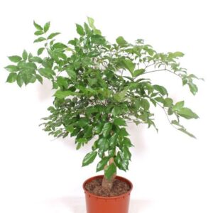Heteropanax chinensi Heteropanax chinensis
(1 Plants/Order)(34cmP 160cmH)