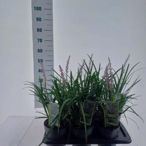 Liriope muscari Liriope muscari 'Big Blue'
(1 Plants/Order)(17cmP 40cmH)