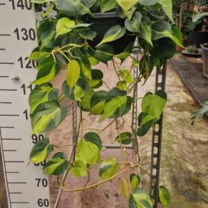 Philodendron Brasil Scandens hangplant
(2 Plants/Order)(23cmP 90cmH)