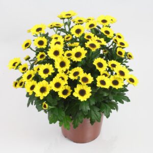 Chrysanthemum Sunny Day
(10 Plants/Order)(12cmP 21cmH)